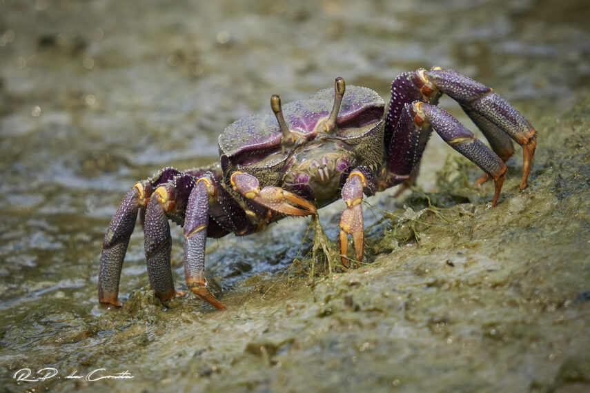 Purple crab